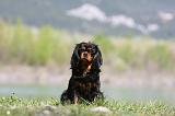 CAVALIER KING CHARLES 621